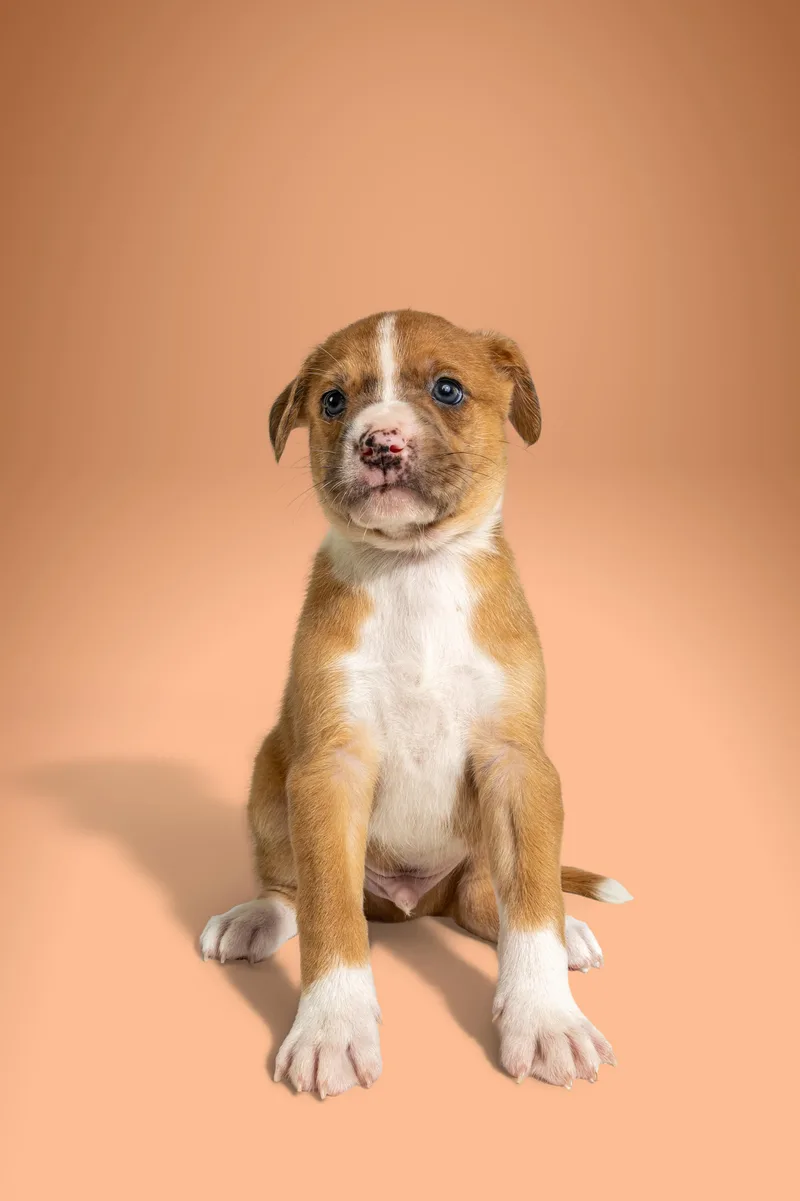 A baby large-sized male Golden Boxer dog named Bro Joe for adoption in Simsbury, CT