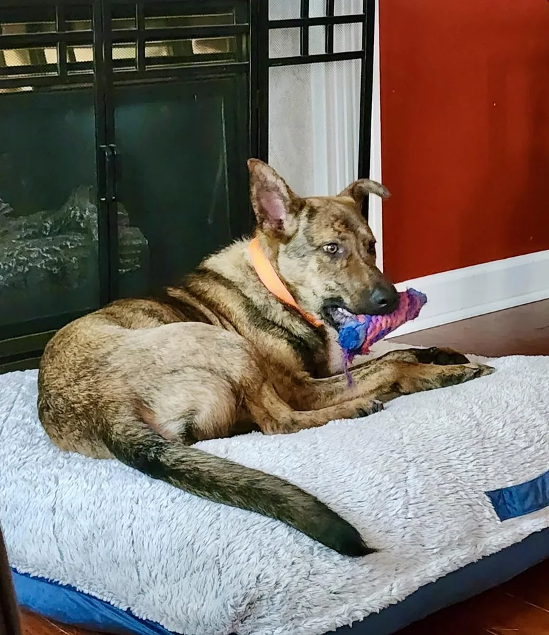 A young medium-sized male Dutch Shepherd dog named Ranger for adoption in Media, PA