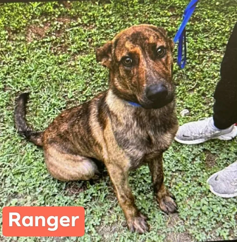 Ranger thumbnail 3