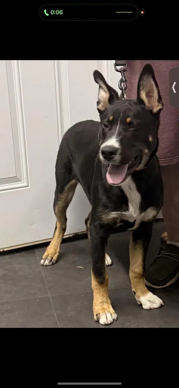 An adult medium-sized male Australian Kelpie dog named Dakota for adoption in Campbellsville, KY