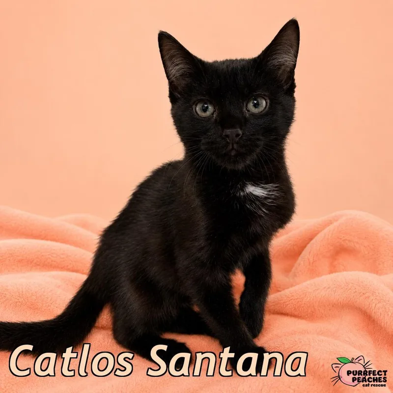 A baby medium-sized male Domestic Short Hair cat named Catlos Santana for adoption in Douglasville, GA