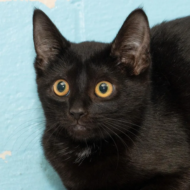 A baby small-sized female Domestic Medium Hair cat named Cutie for adoption in Troy, OH