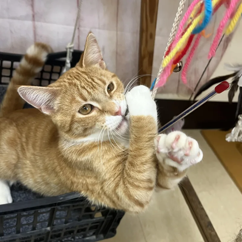 A young medium-sized male Orange & White Domestic Short Hair cat named Hootenanny for adoption in Red Wing, MN