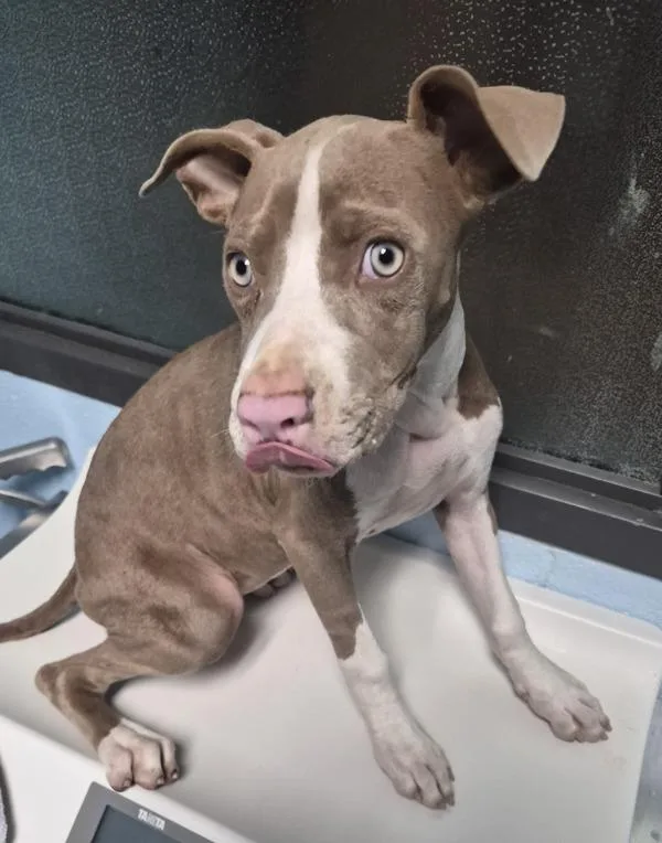 A baby medium-sized female Pit Bull Terrier dog named Pen  America for adoption in Lawrenceville, GA