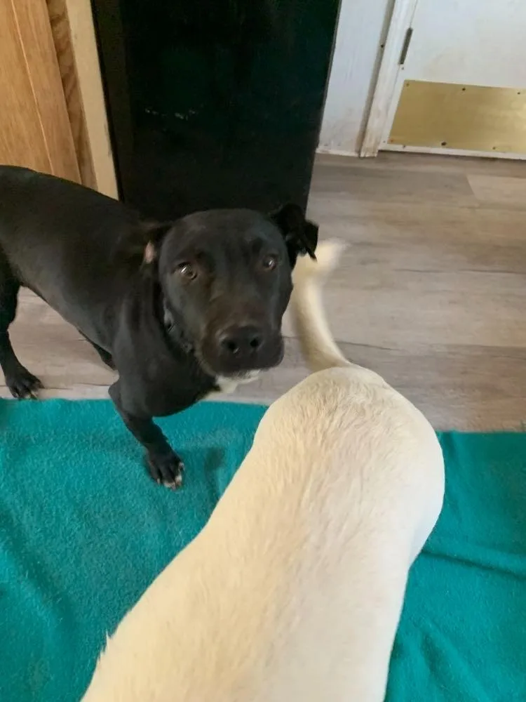 A baby large-sized male Mixed Breed dog named Dice for adoption in Fond Du Lac, WI