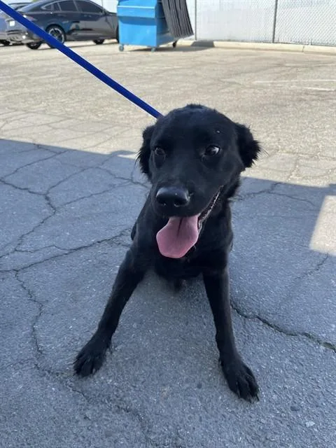 A young medium-sized male Labrador Retriever dog named Twix for adoption in Bakersfield, CA