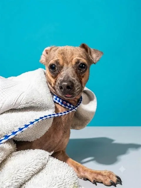 An adult small-sized male Mixed Breed dog named Luke for adoption in Jacksonville, FL