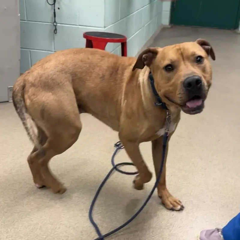 A young medium-sized male Yellow / Tan / Blond / Fawn Mixed Breed dog named Dyson for adoption in Waukesha, WI
