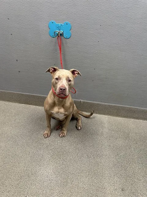 An adult large-sized female Pit Bull Terrier dog named Princess Priscilla for adoption in Las Vegas, NV