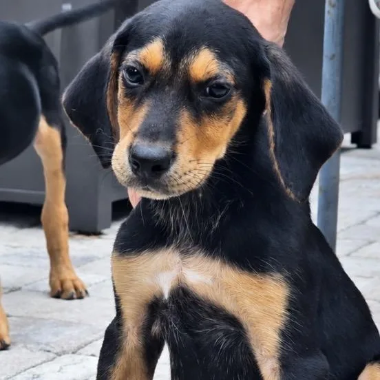 A young medium-sized male Black and Tan Coonhound dog named Devon for adoption in Calabash, NC