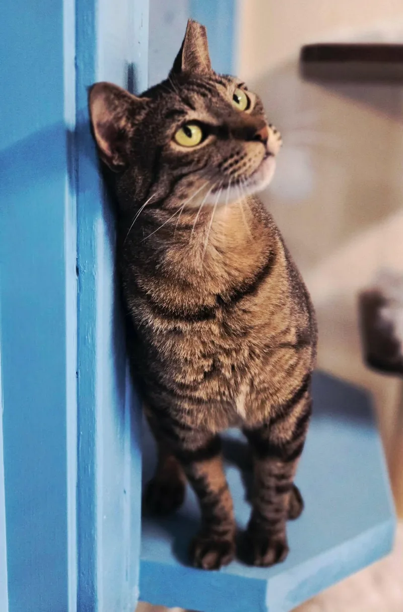 A young large-sized female Tabby (Gray / Blue / Silver) Domestic Short Hair cat named Lila for adoption in Houston, TX