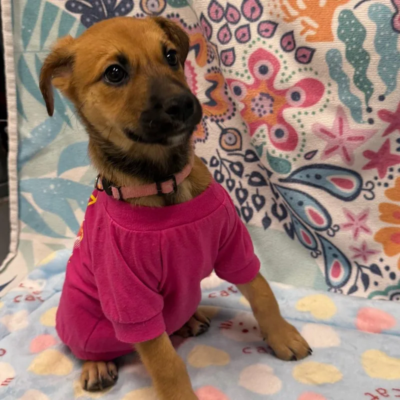 A baby small-sized female Yellow / Tan / Blond / Fawn Mixed Breed dog named Pool Noodle Nancy for adoption in Austin, TX