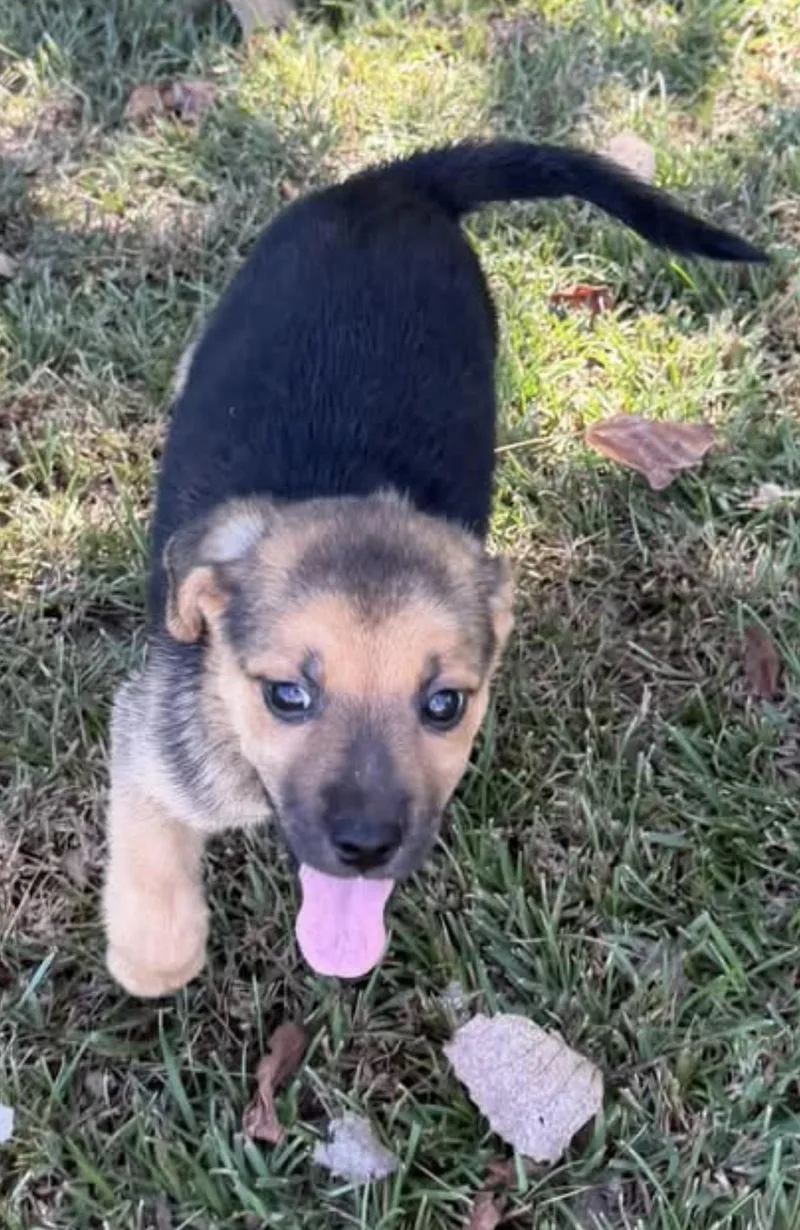 A young medium-sized female Mixed Breed dog named Rosie for adoption in Vicksburg, MS