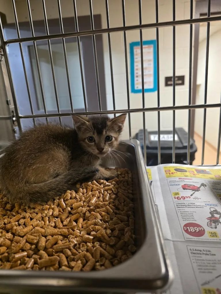 A baby large-sized male Tabby cat named Blaze for adoption in Nacogdoches, TX