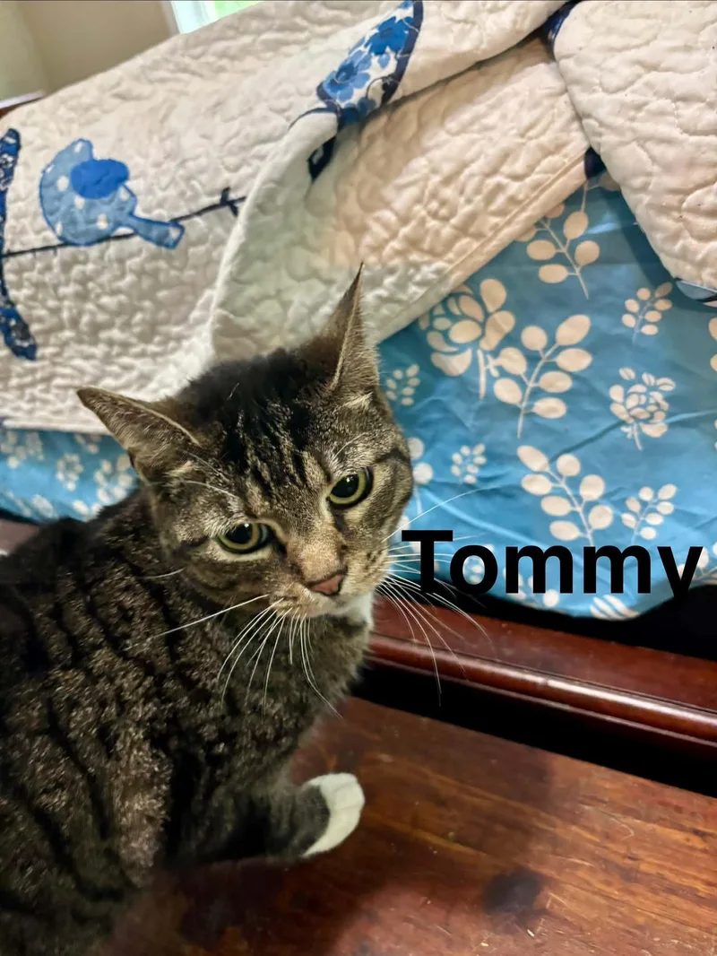 A young medium-sized female Domestic Short Hair cat named Tommy for adoption in Randolph, AL