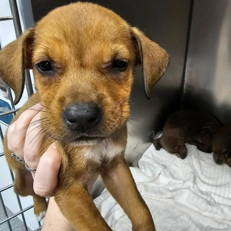 A baby medium-sized female Yellow / Tan / Blond / Fawn Mixed Breed dog named Cole Slaw for adoption in Martinsville, VA
