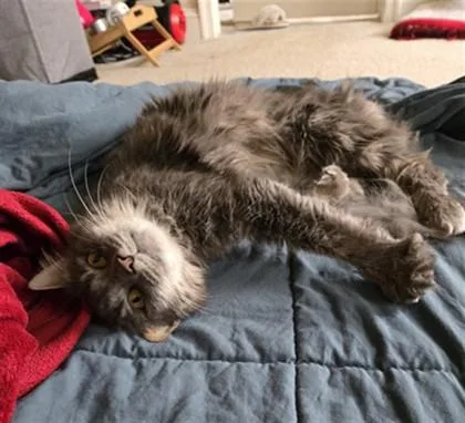 An adult medium-sized female Domestic Medium Hair cat named Cinnamon Sugar for adoption in Washington, DC