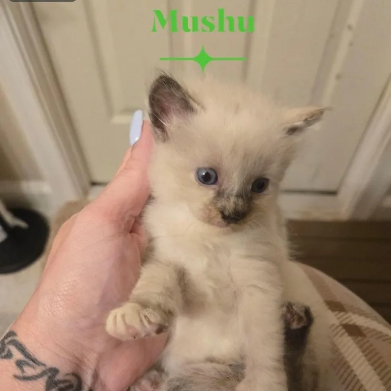 Mushu Ashby thumbnail 2