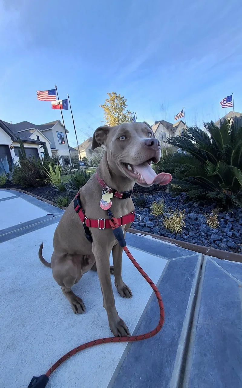 A young medium-sized male Brown / Chocolate Weimaraner dog named Peanut for adoption in Seguin, TX