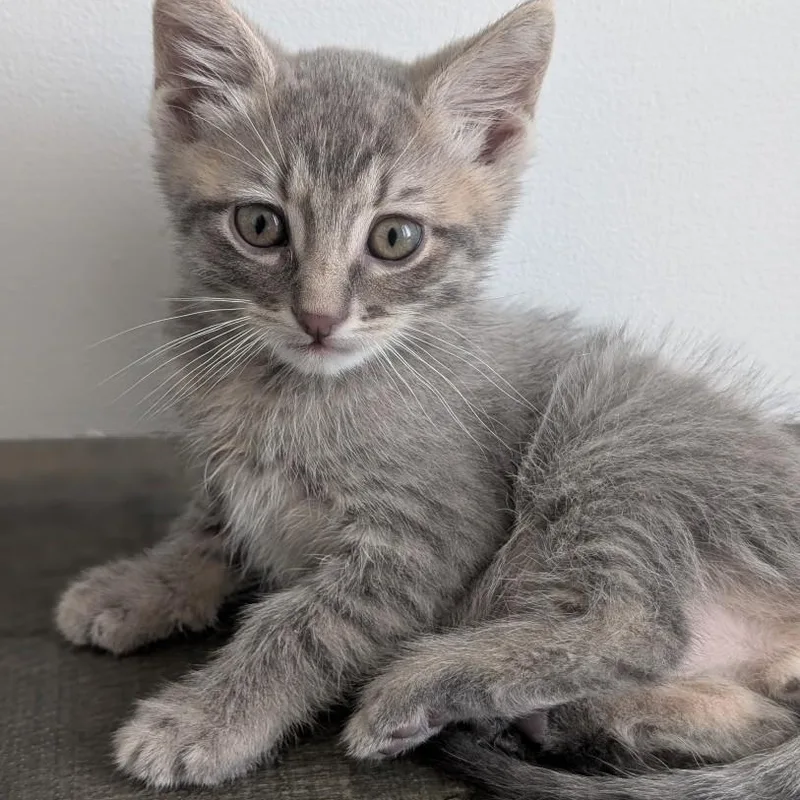 A baby small-sized male Domestic Short Hair cat named Oscar Morley Steve for adoption in Morrison, CO