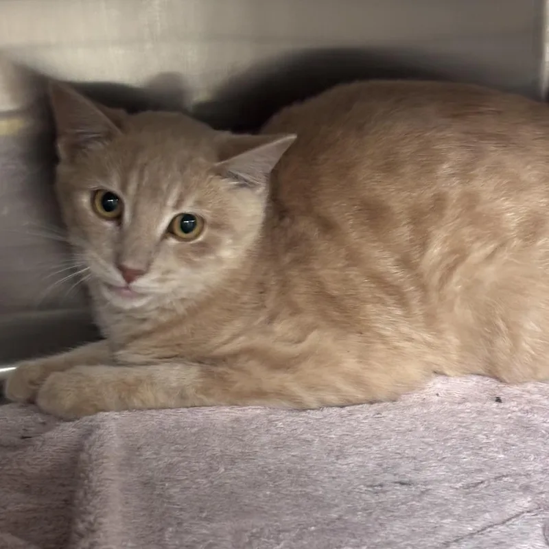 A young medium-sized male Buff / Tan / Fawn Domestic Short Hair cat named Creamer for adoption in Ottawa, KS