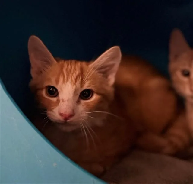 A baby small-sized male Domestic Long Hair cat named Crumpet for adoption in Conroe, TX