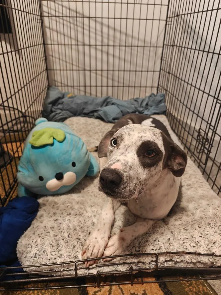 An adult large-sized female Cattle Dog dog named Sally for adoption in Bonita, CA