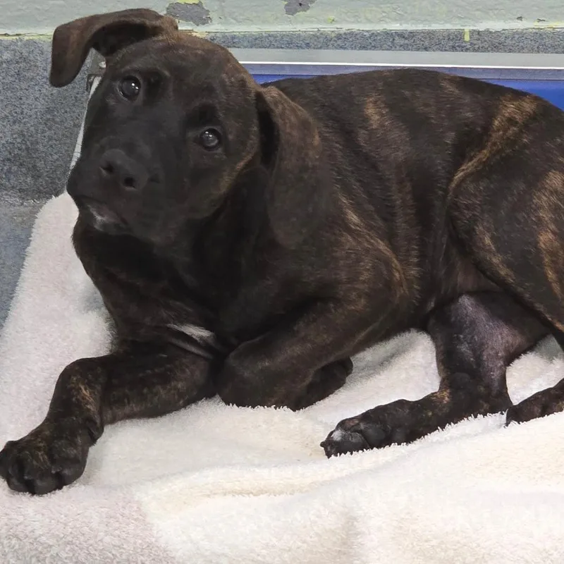 A baby small-sized female Brindle Plott Hound dog named Baby for adoption in East Hanover, NJ