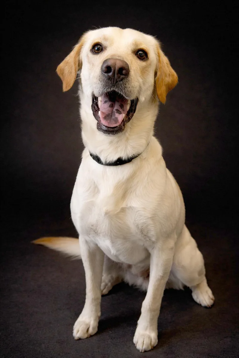An adult medium-sized male Setter dog named Ryder for adoption in Wadsworth, OH