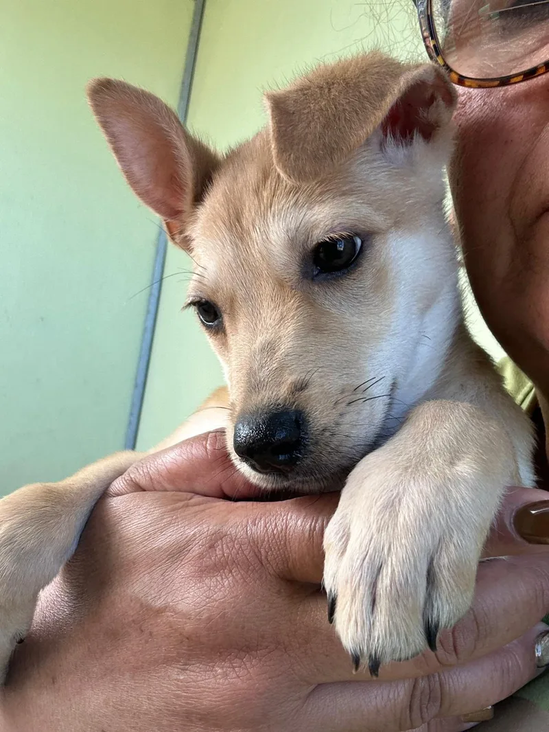 Molasses thumbnail 2