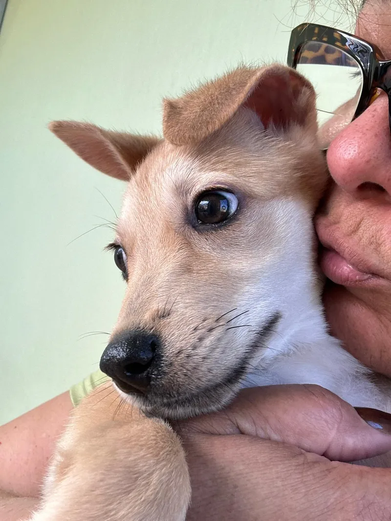 Molasses thumbnail 3