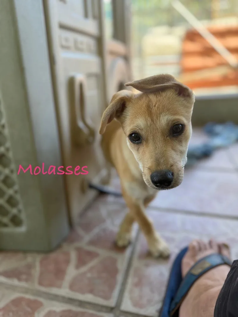 Molasses thumbnail 4