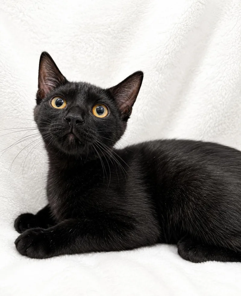 A baby medium-sized female Black Domestic Short Hair cat named Raven for adoption in Greensboro, NC