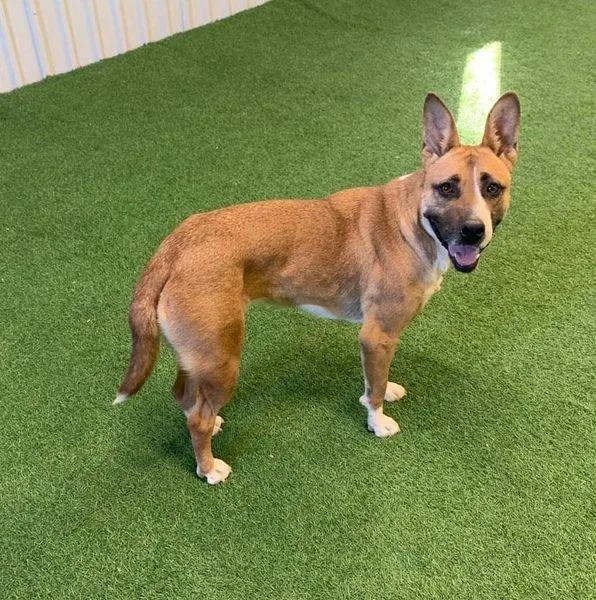 Daffodil thumbnail 5