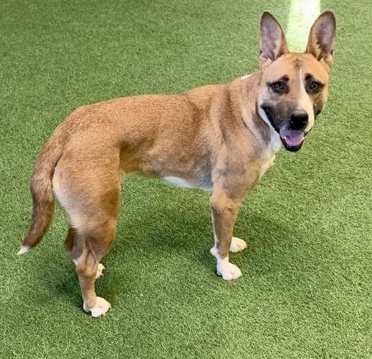 Daffodil thumbnail 6