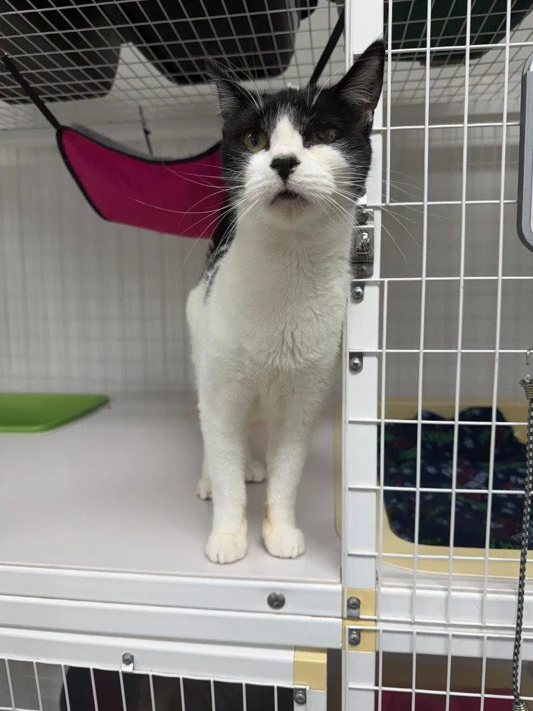 An adult medium-sized female Black & White / Tuxedo Domestic Short Hair cat named Hetty for adoption in St. Helens, OR