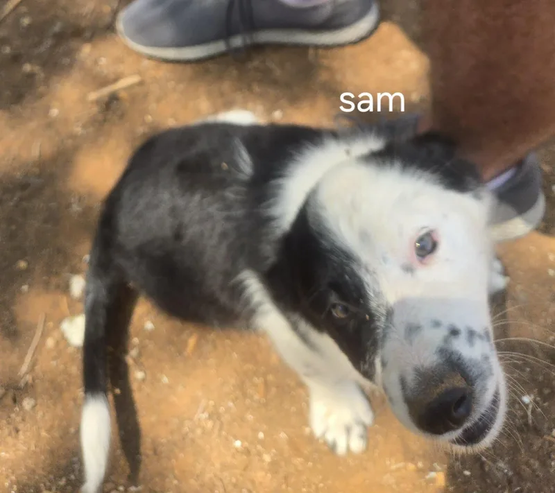 LolP Sam