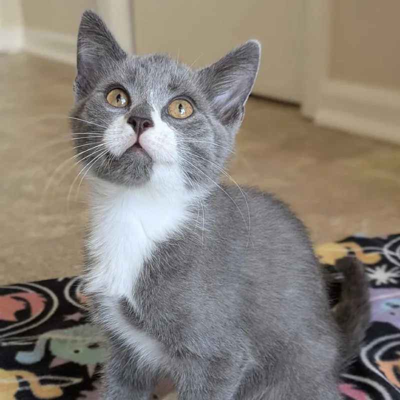 A baby small-sized male Gray / Blue / Silver Domestic Short Hair cat named George for adoption in Huntsville, AL