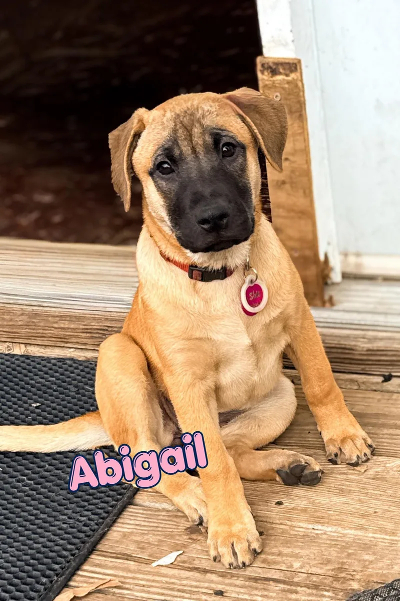 A baby large-sized female Shar-Pei dog named Abigail for adoption in Branson, MO