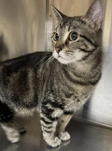 A young medium-sized female Tabby (Brown / Chocolate) Domestic Short Hair cat named Helen for adoption in Minneapolis, MN