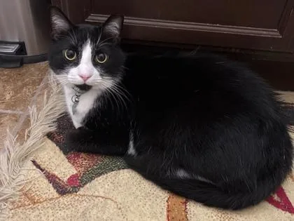 An adult medium-sized male Black Domestic Short Hair cat named Lenny for adoption in El Paso, TX