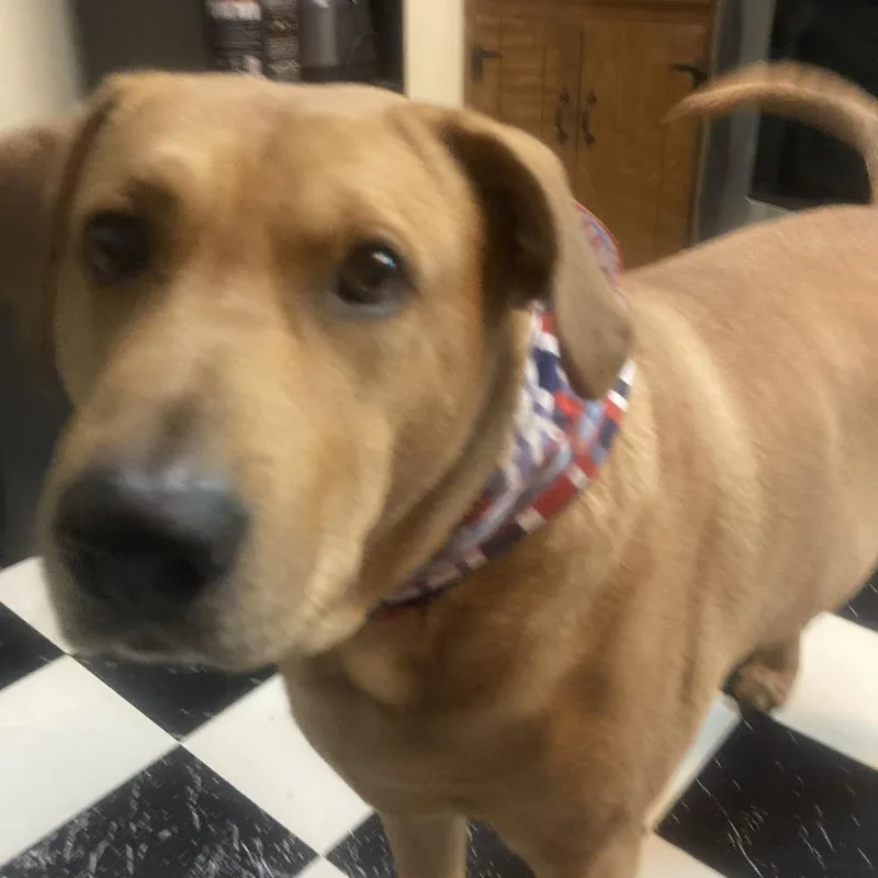 A senior small-sized male Red / Chestnut / Orange Mixed Breed dog named Buddy for adoption in Lynchburg, VA