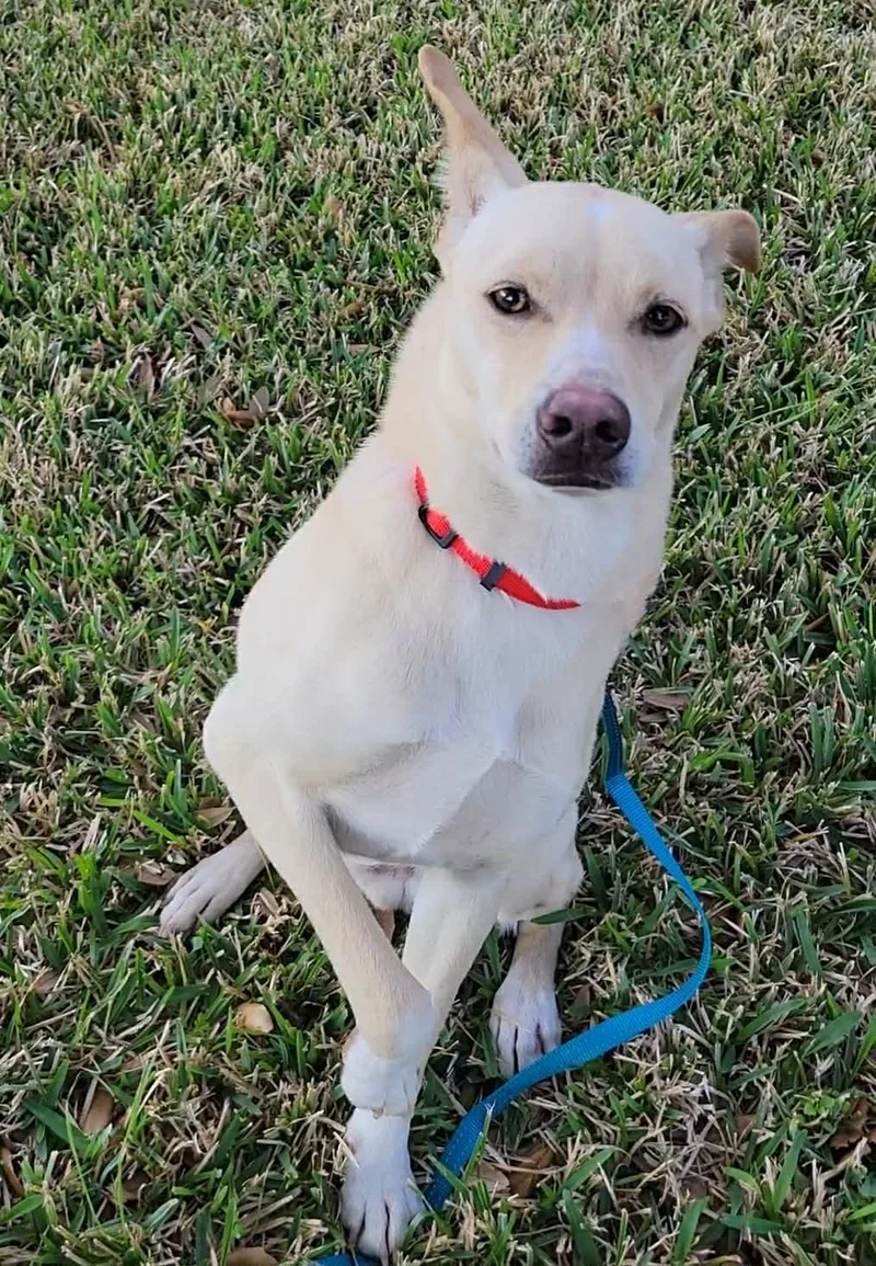 Kosler Lane thumbnail 2