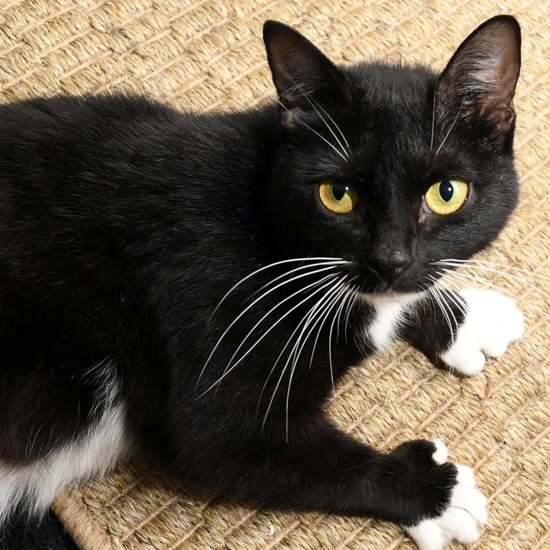 An adult medium-sized female Black Domestic Short Hair cat named Missy for adoption in Natick, MA