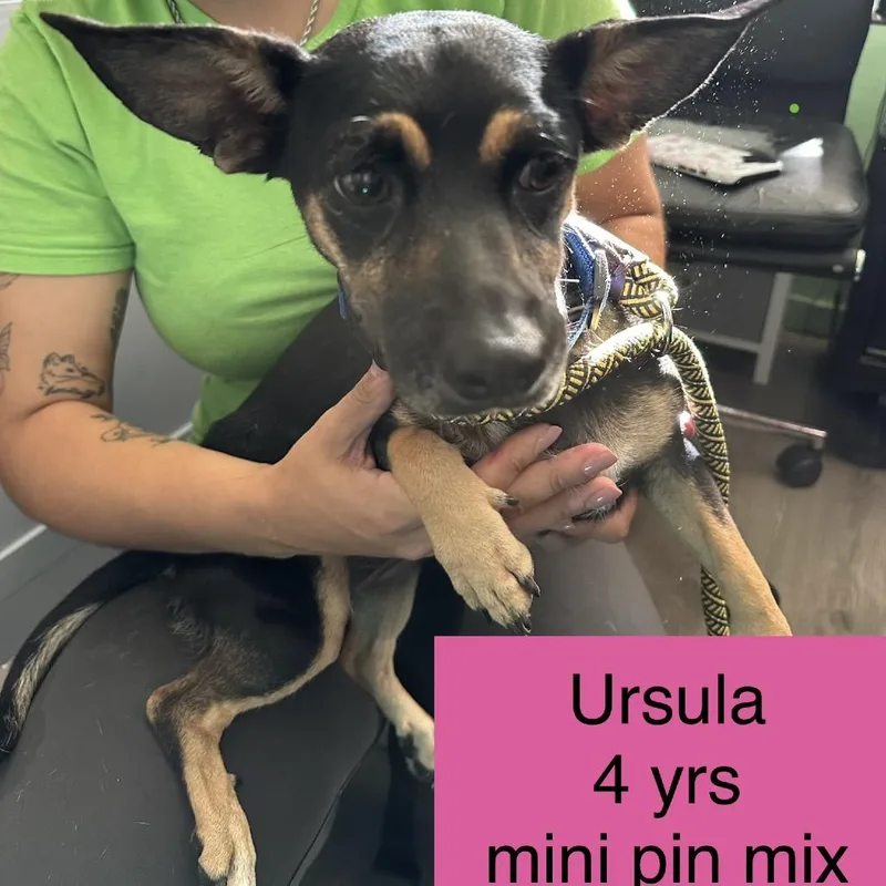 Ursula
