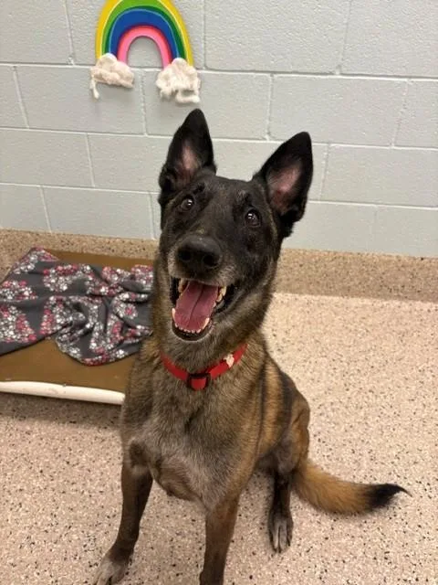 An adult large-sized male Belgian Shepherd / Malinois dog named Cairo for adoption in Brighton, CO