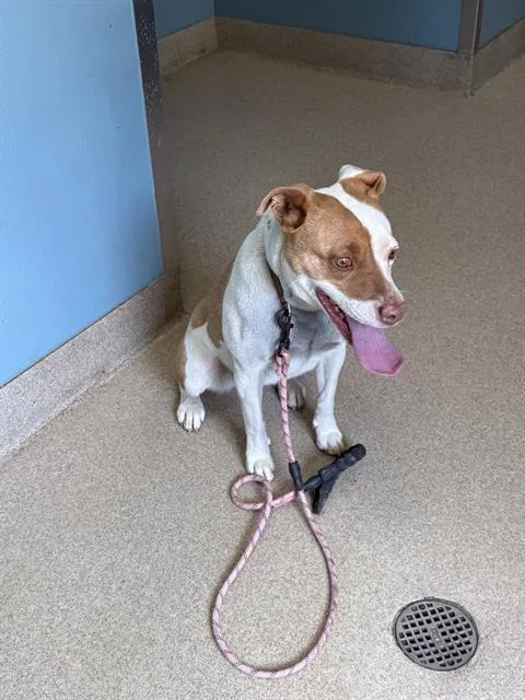 A young large-sized female Mixed Breed dog named Sabrina for adoption in Newton, NC