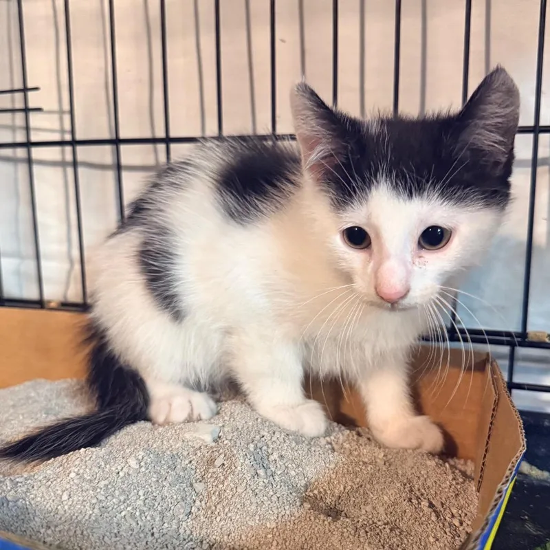 A baby small-sized male White Domestic Medium Hair cat named Moomoo for adoption in Irwin, PA