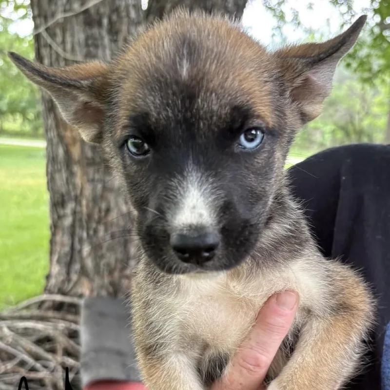 Nash