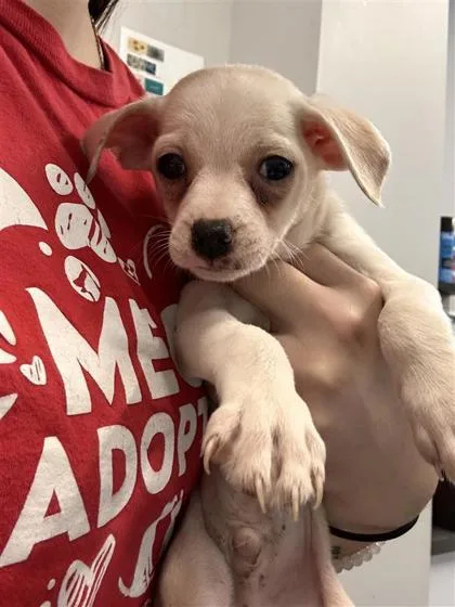 An adult small-sized male Mixed Breed dog named Aang for adoption in West Chester, PA